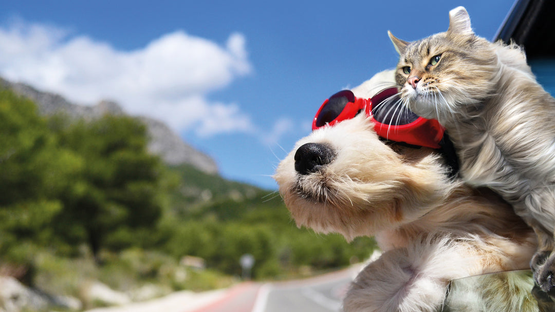 On prépare les vacances 🧳☀️🐶🐱