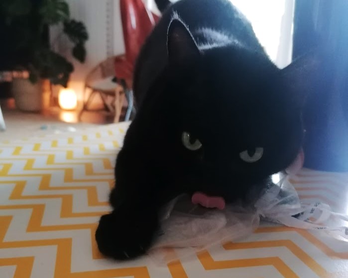chat en folie avec de la cataire