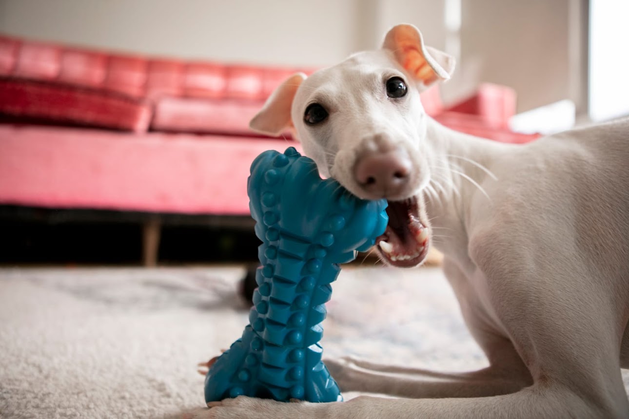 mastication des chiens