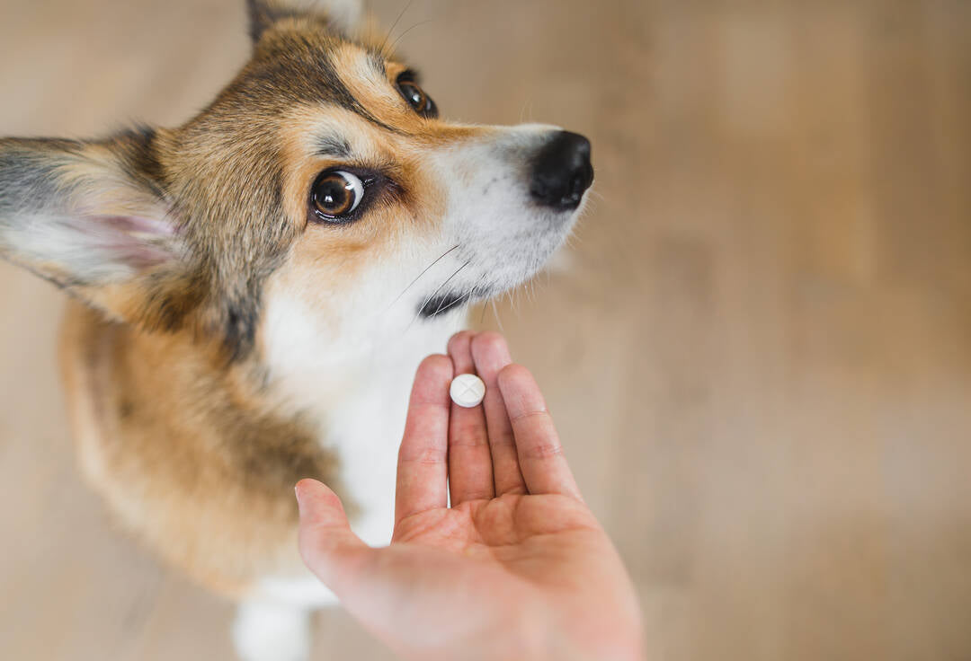 Que penser des compléments alimentaires pour les chiens et chats ?