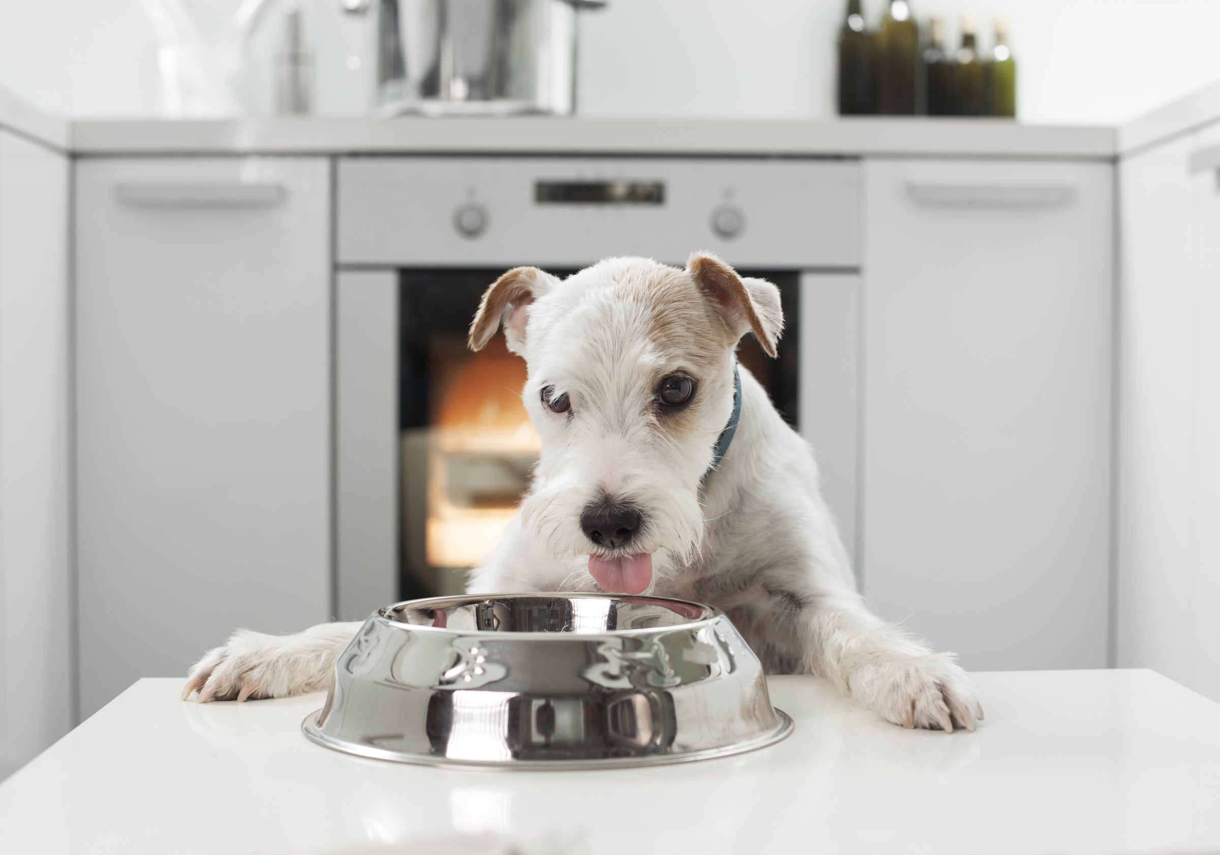Terrines, Pâtées et saveurs Humides pour chiens
