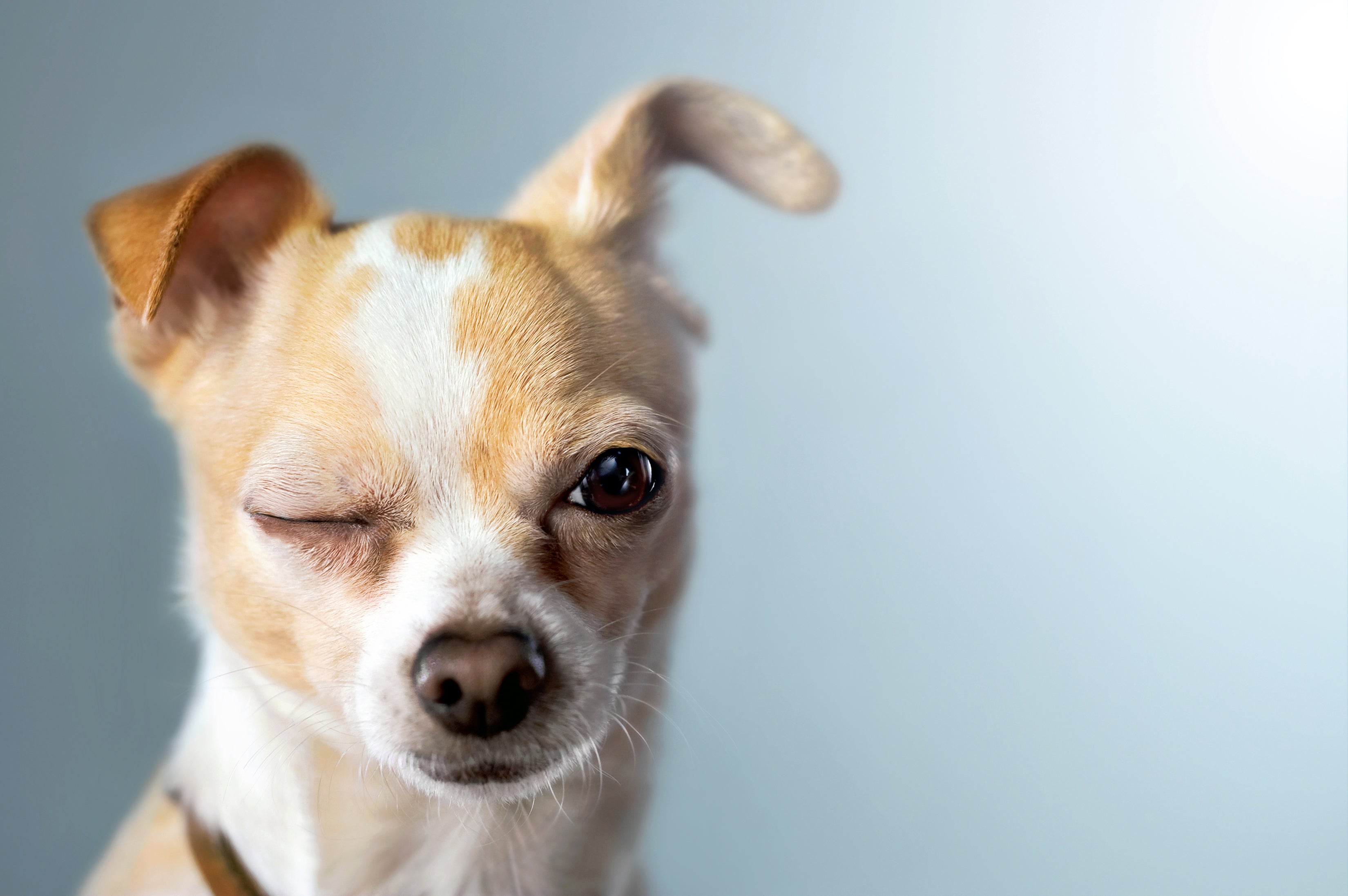 Friandises pour Chiens - notre sélection