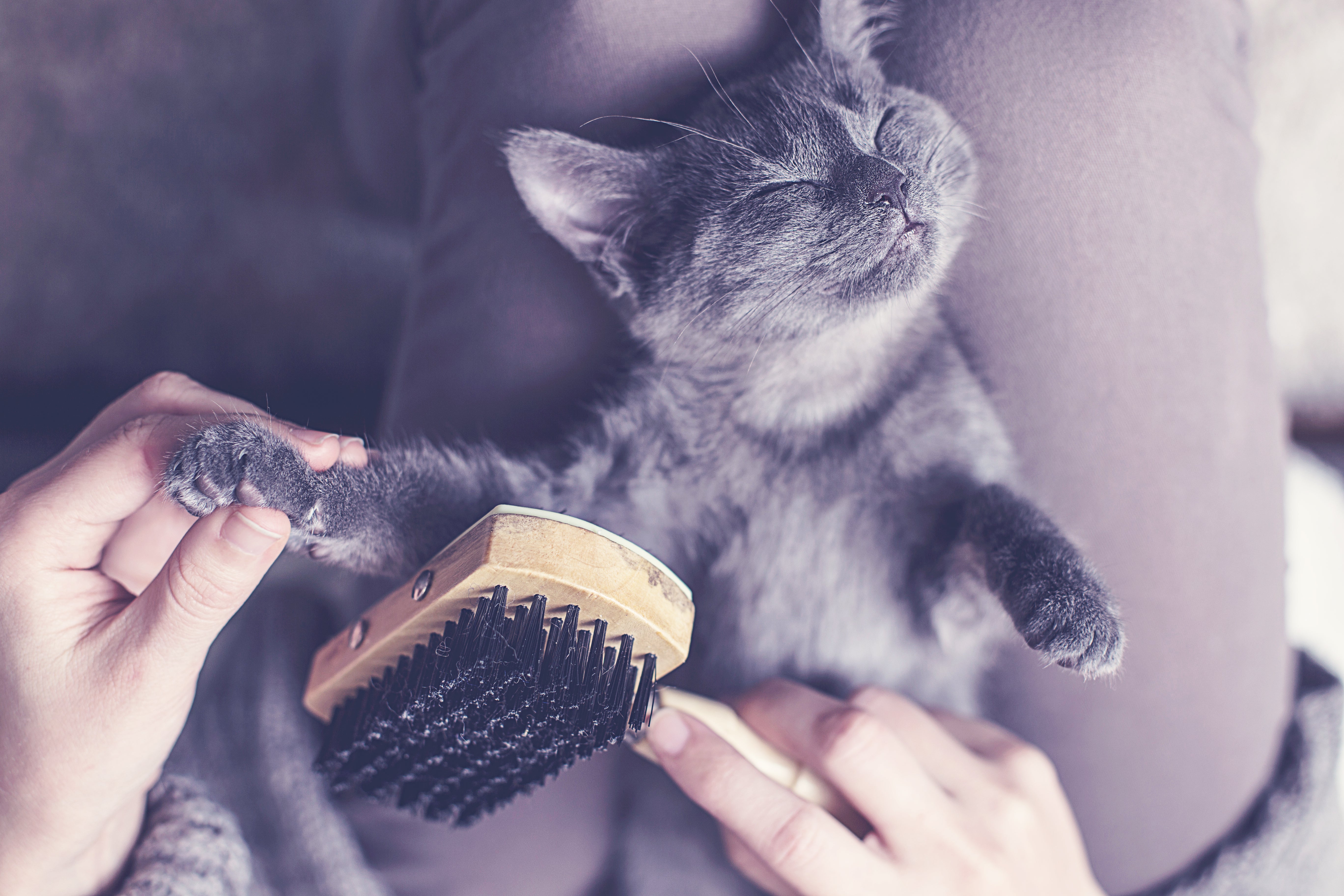 Bloc cataire pour votre Chat - LA BOUTIKACHAT !/Hygiène & bien-être - Les 3  chats