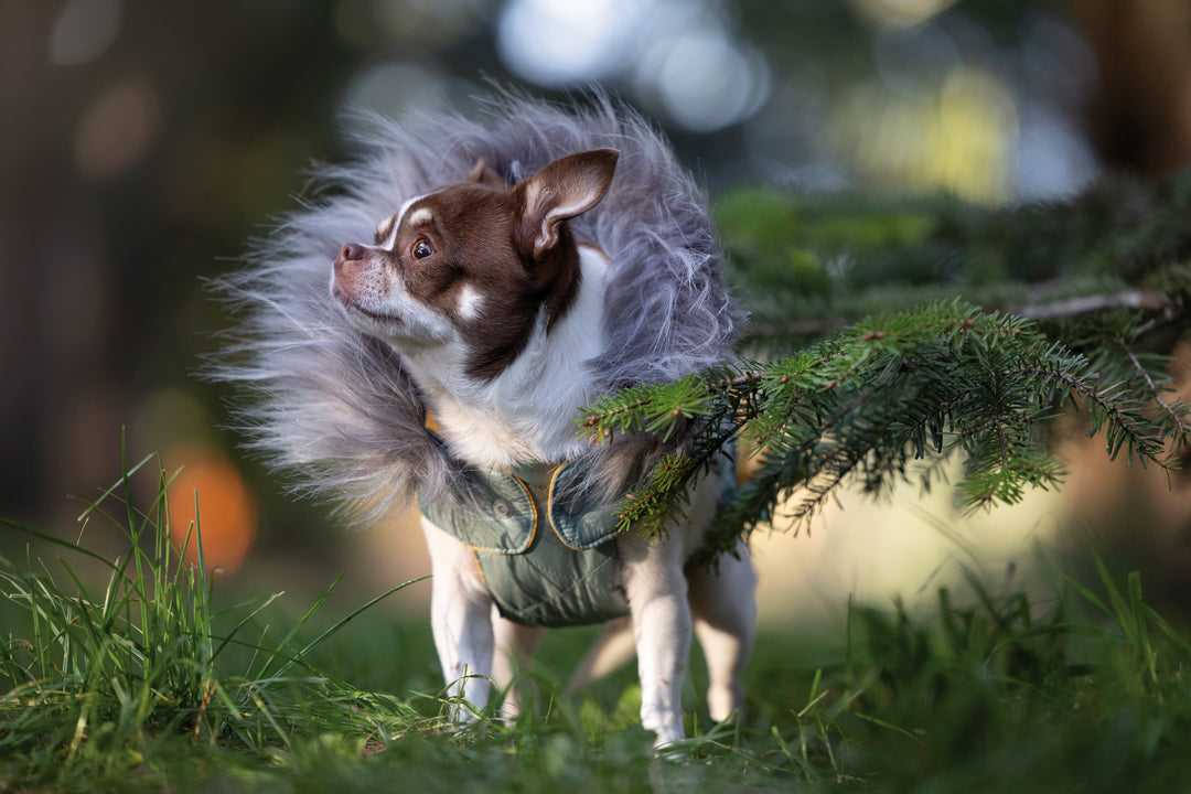manteau pour chiens capuche amovible imperméable