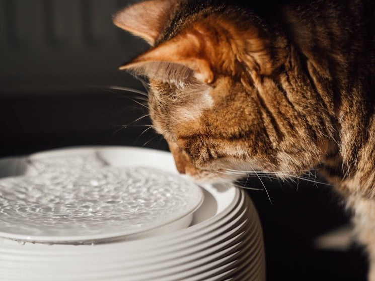 L'hydratation chez les Chats