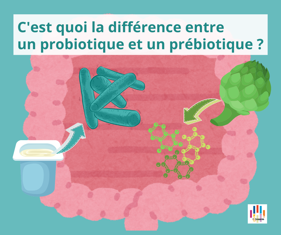 Santé intestinale animale : prébiotiques ou probiotiques ?