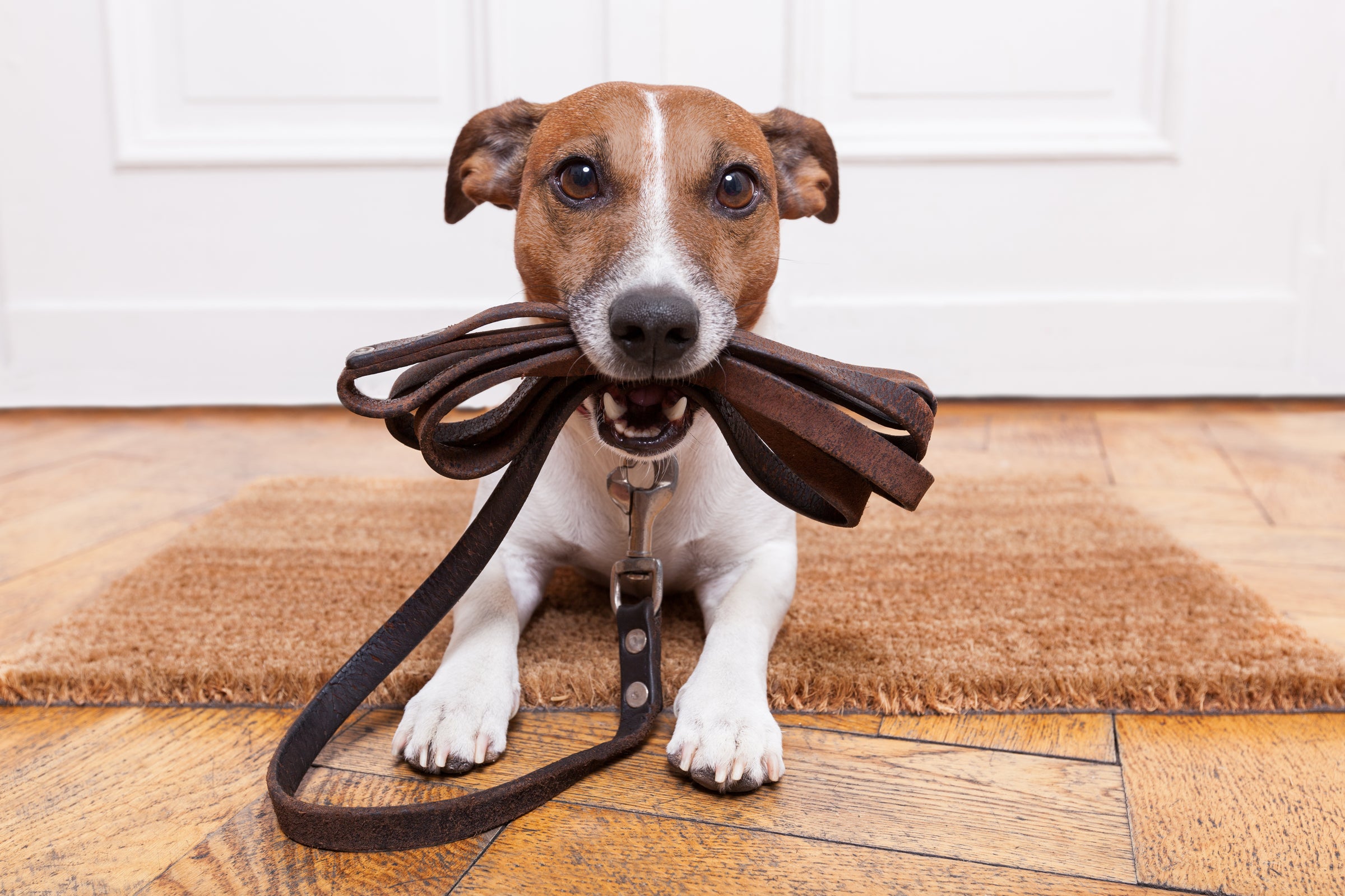 Découvrez les accessoires pour chien de notre animalerie – BABINE