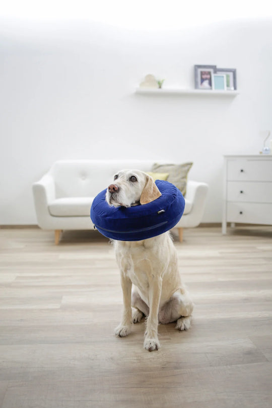 Collerette gonflable pour chiens