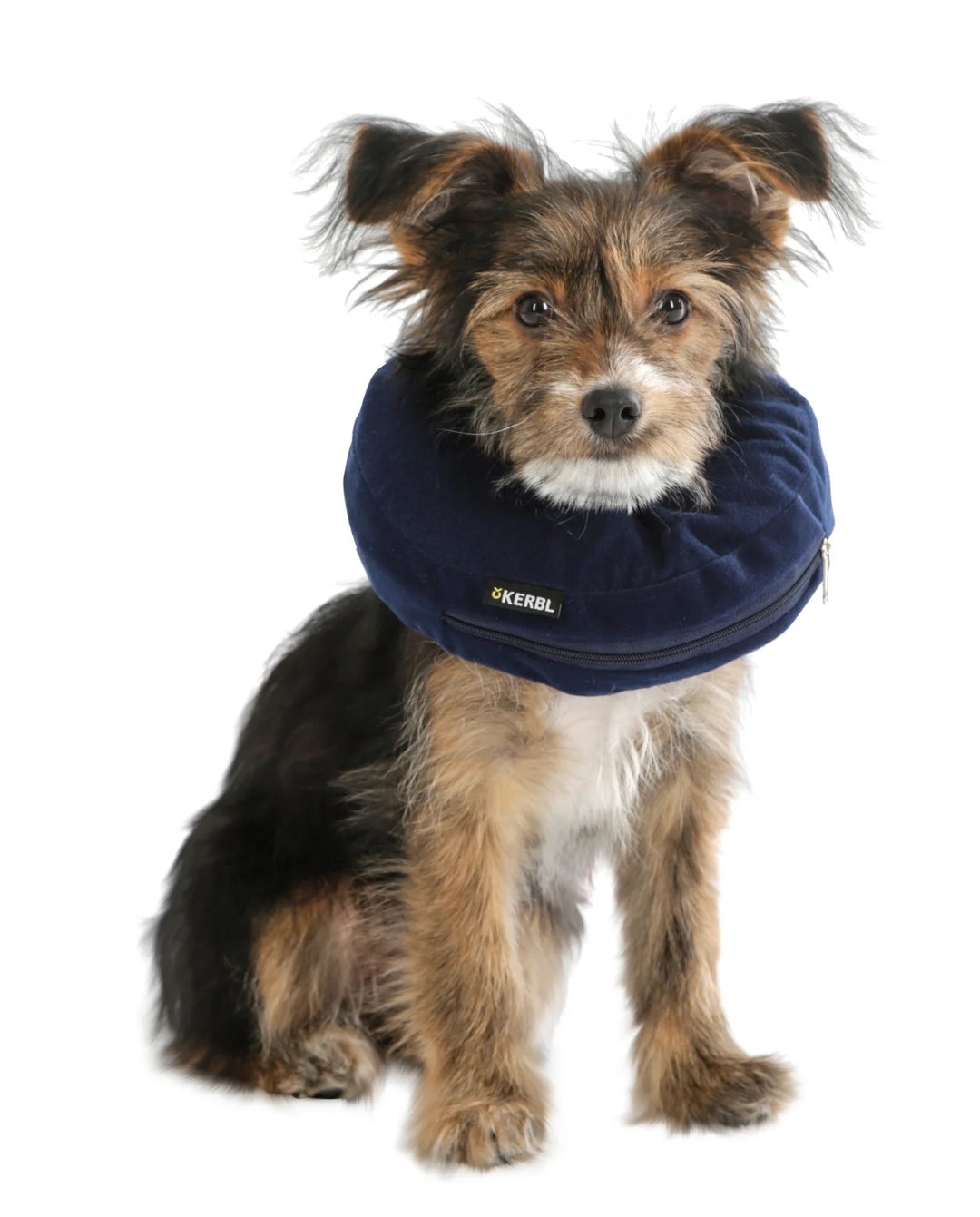 Collerette gonflable pour chiens