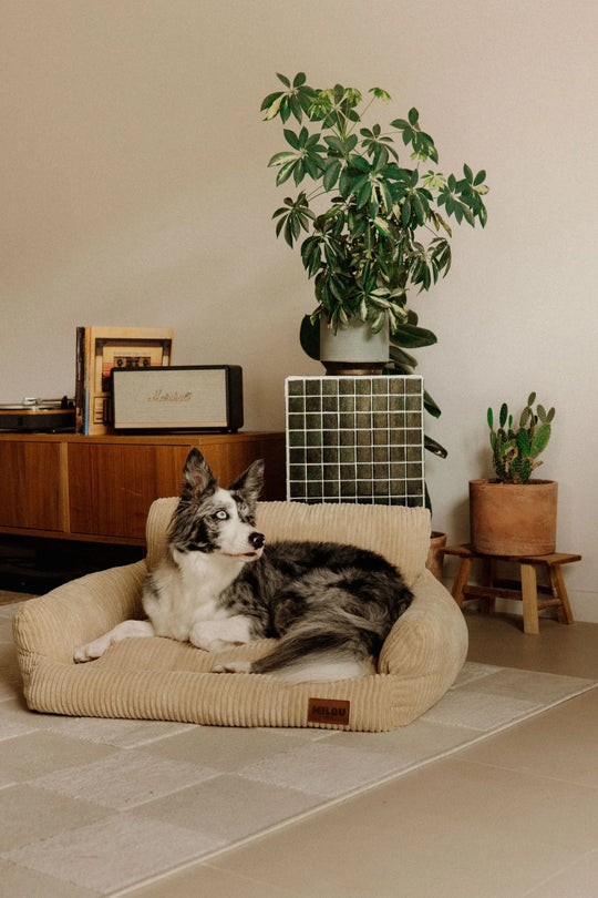 Canapé panier chiens - Milou pets