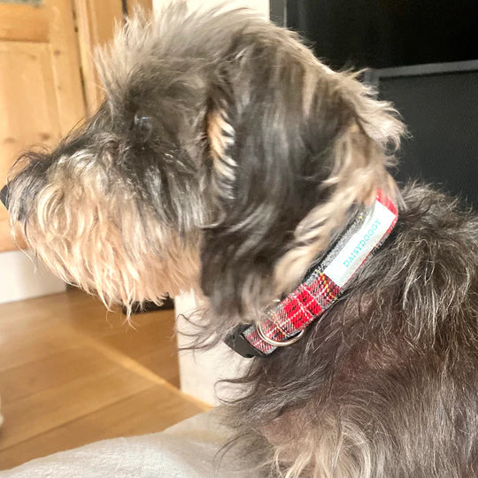 collier pour chien artisanal modèle auguste écossais rouge