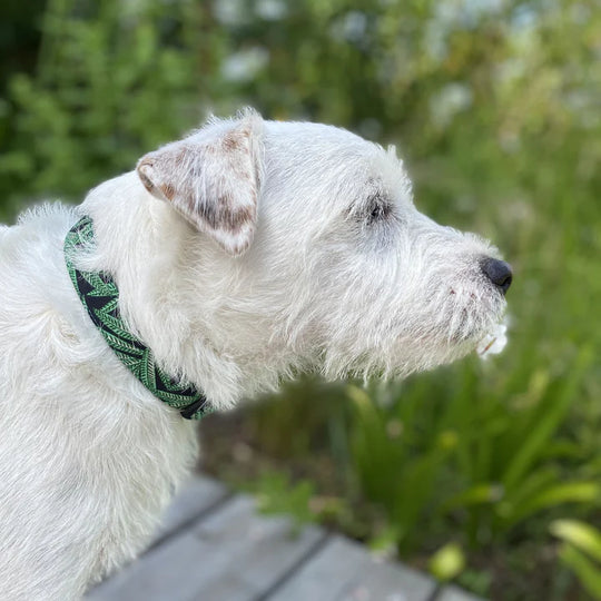 collier pour chien modèle toby feuilles vertes