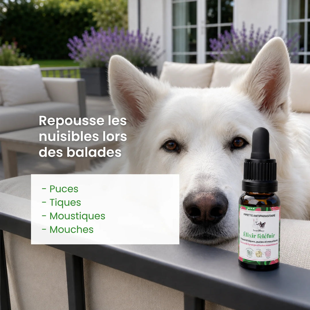 Elixir antiparasitaire hebdomadaire Féléfuir - chien - Dexter Mango