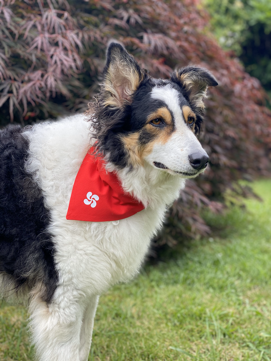 Foulard bandana Féria chien chat - EMAN La Griffe Basque