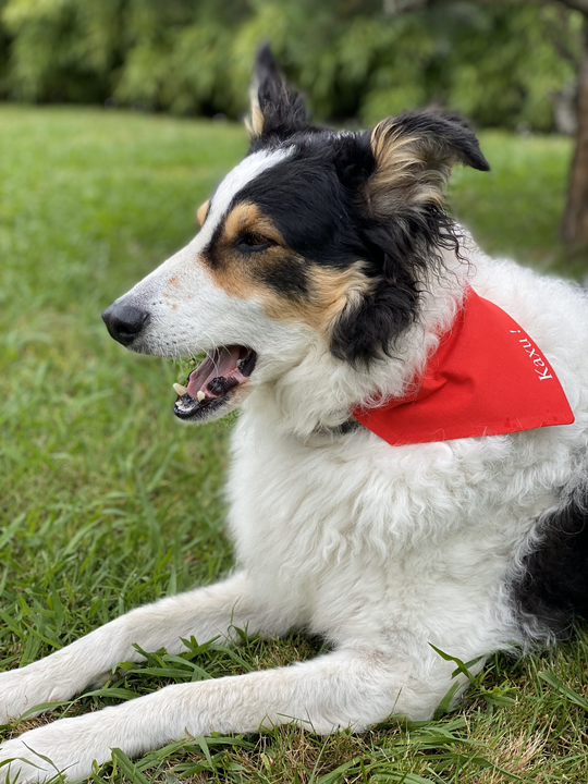 Foulard bandana Féria chien chat - EMAN La Griffe Basque