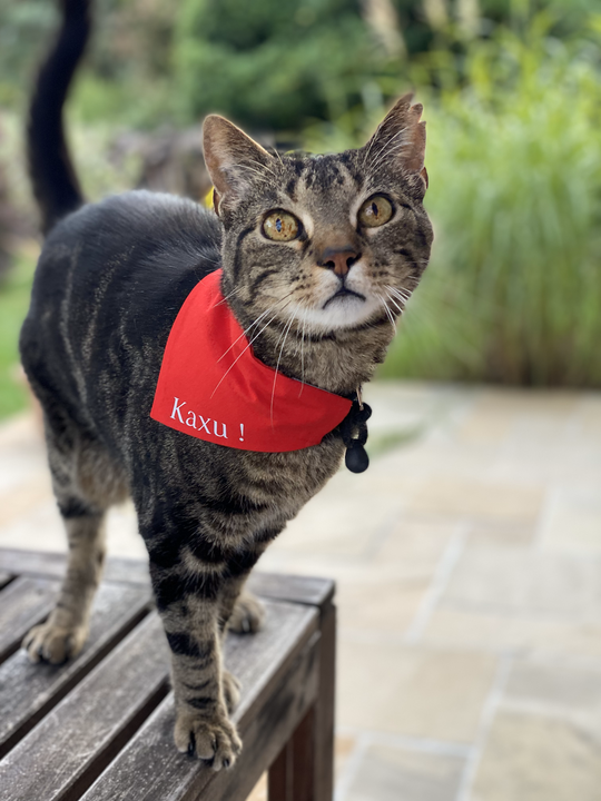 Foulard bandana Féria chien chat - EMAN La Griffe Basque