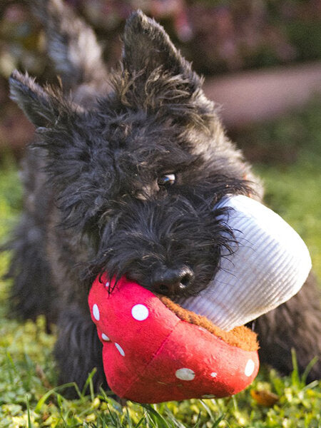 peluche en forme de champignon pour chiens avec couineur et papier froissé