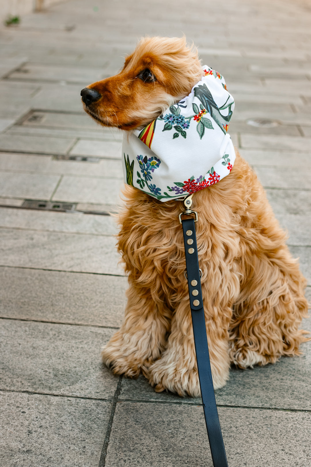 Snood oreilles pour chiens - Eman la Griffe Basque