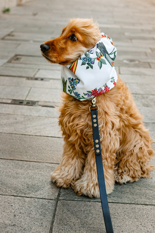 Snood oreilles pour chiens - Eman la Griffe Basque