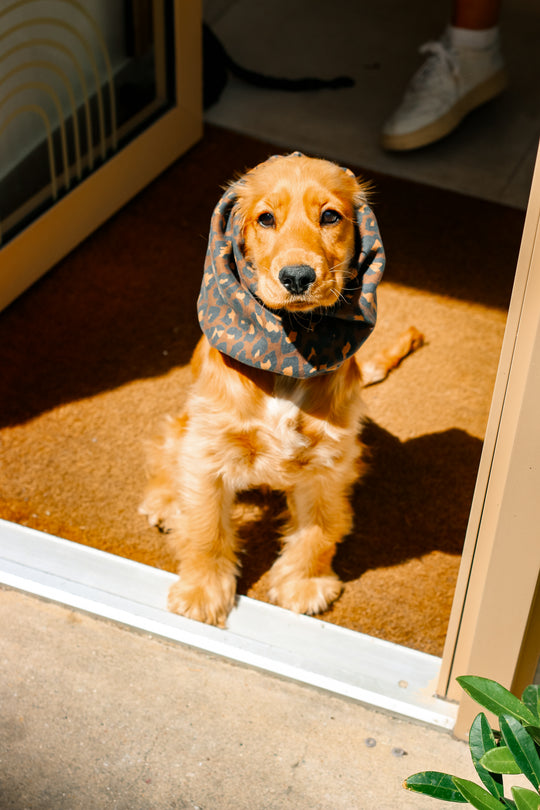 Snood oreilles pour chiens - Eman la Griffe Basque