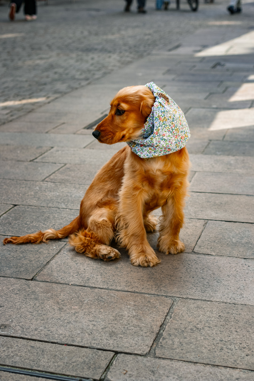 Snood oreilles pour chiens - Eman la Griffe Basque