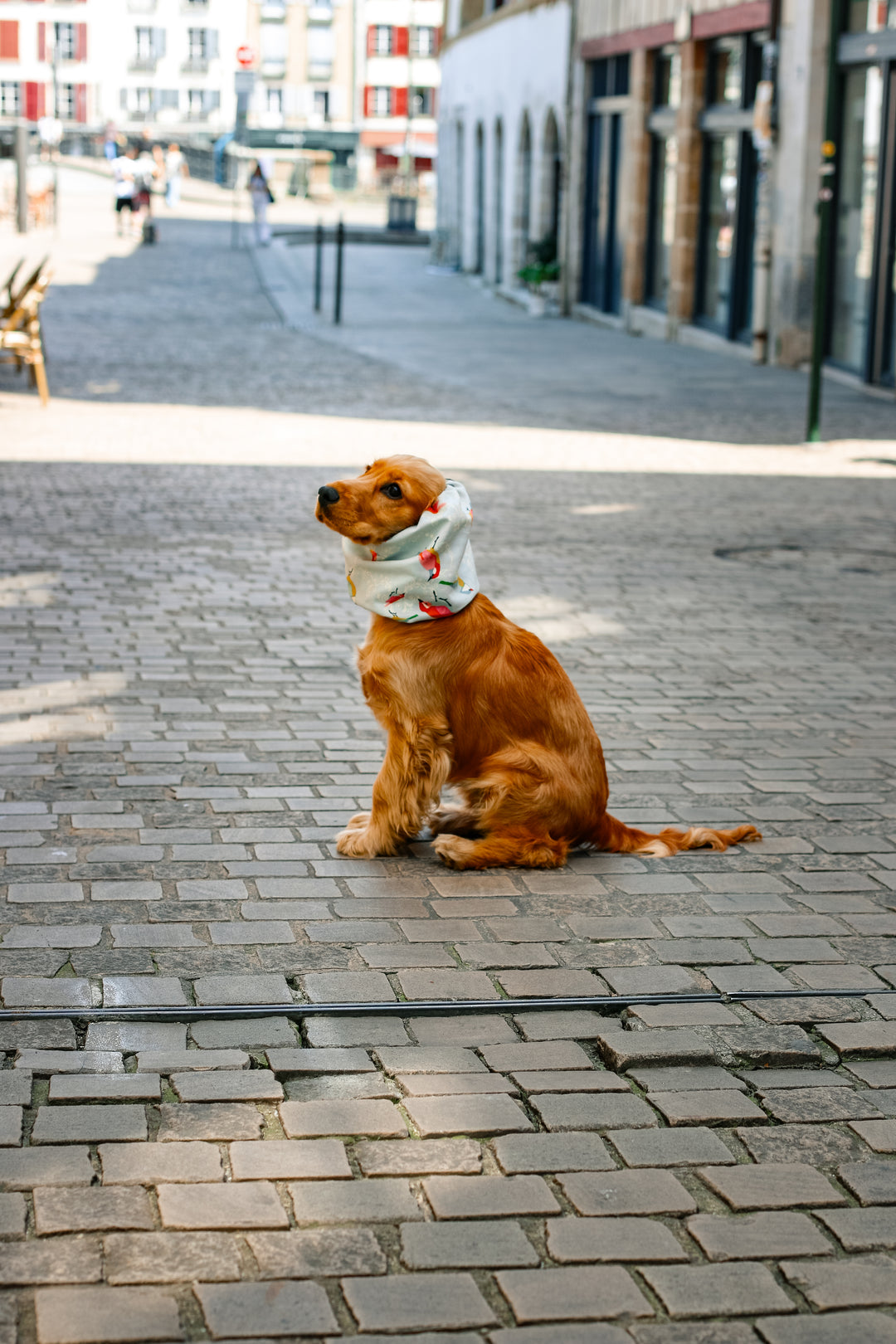 Snood oreilles pour chiens - Eman la Griffe Basque