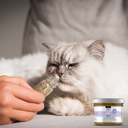 Valériane séchée naturelle pour chats - bocal verre - Jopy
