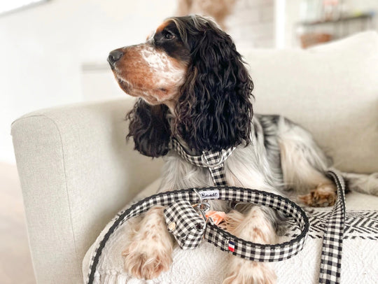 Laisse pour chiens VENI VIDI VICHY 🐶🇫🇷 - French Bandit