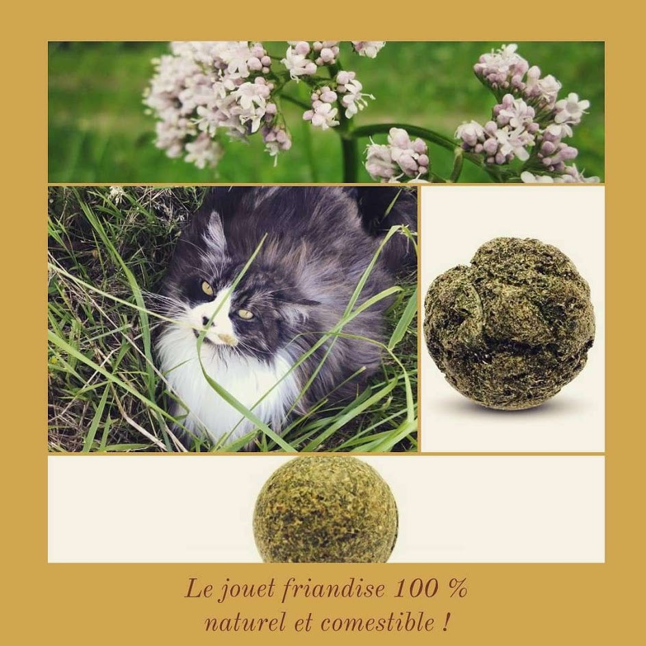 Balle de cataire pour chats - Weltcroc Evident – BABINE Concept-Store