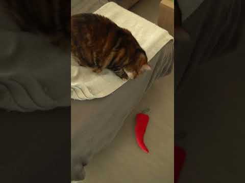 Jouet Piment d'Espelette pour Chats