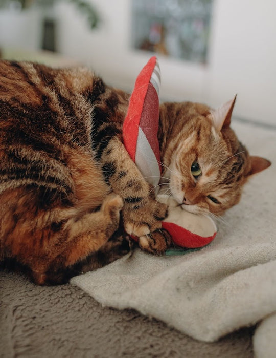Jouet Piment d'Espelette pour Chats